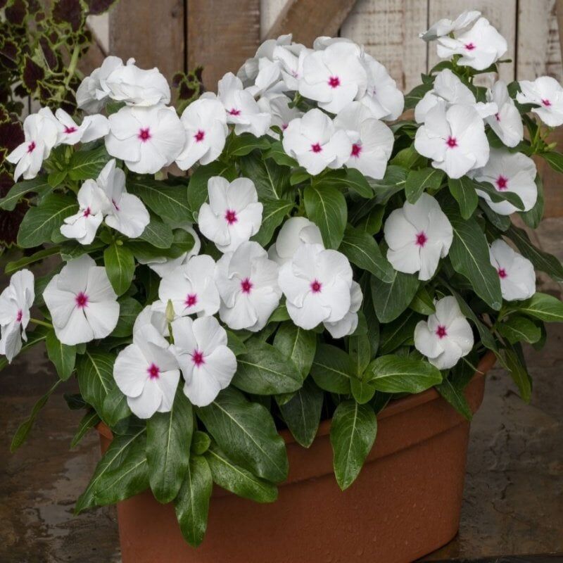 Vinca Rosea Bright Eyes Rozet Çiçeği Tohumu (20 Tohum)