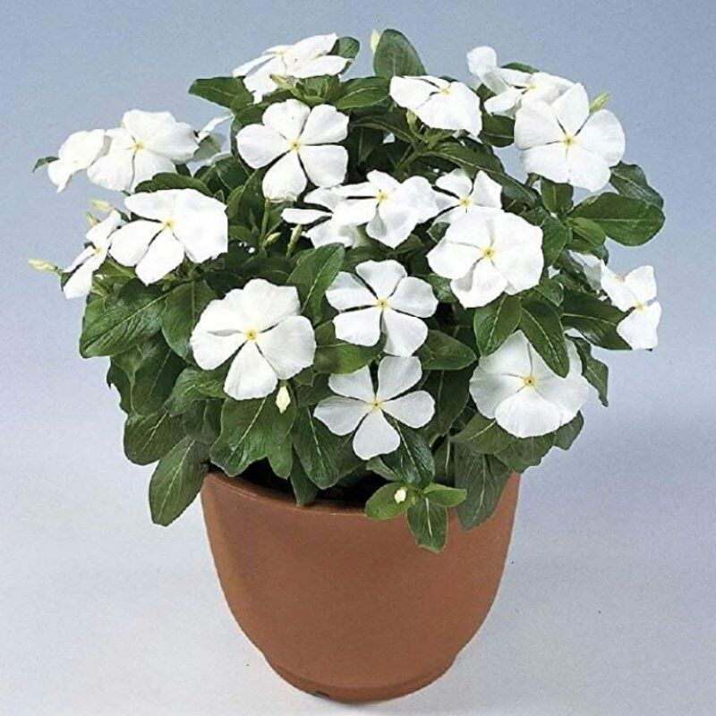 Vinca Rosea Pure White Rozet Çiçeği Tohumu (20 Tohum)