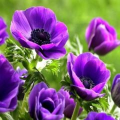 Pulsatilla Vulgaris Violet Dağ Lalesi Anemon Çiçeği Tohumu (5 Tohum)