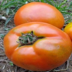 Bol Sulu Homestead Domates Tohumu-(20 Tohum)