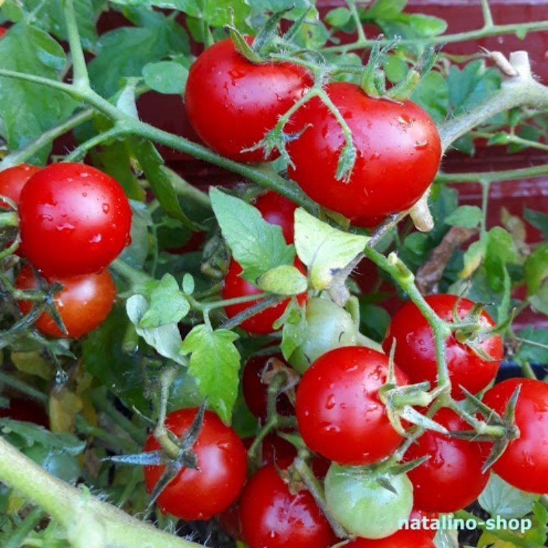 Kırmızı Floridade Domates Tohumu-(19 Tohum)