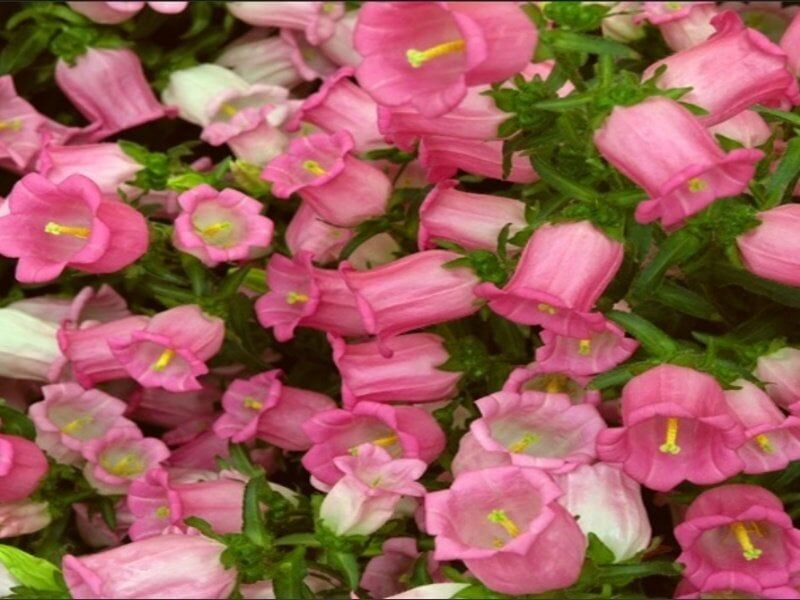 İsabella Rose Pink Çan Çiçeği Tohumu (100 Tohum)