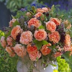 Tüplü Katmerli Koleksiyonluk Kokulu Schone Vom See Yediveren Gül Fidanı