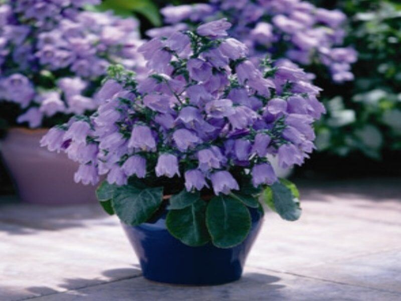 İsabella Dark Blue Çan Çiçeği Tohumu (100 Tohum)