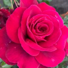 Tüplüri Katlı Kokulu Santa Monica Yediveren Gül Fidanı