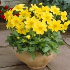 Miracle Bodur Mignon Yellow Dahlia Yıldız Çiçeği Tohumu (80 Tohum)