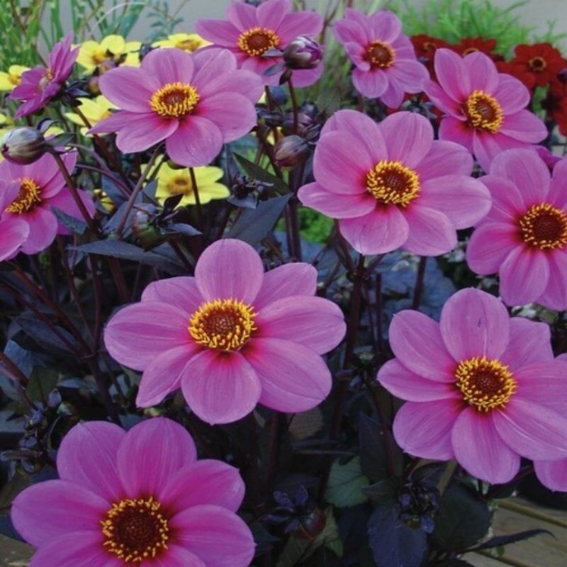 Miracle Bodur Mignon Purple Dahlia Yıldız Çiçeği Tohumu (80 Tohum)