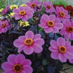Miracle Bodur Mignon Purple Dahlia Yıldız Çiçeği Tohumu (80 Tohum)