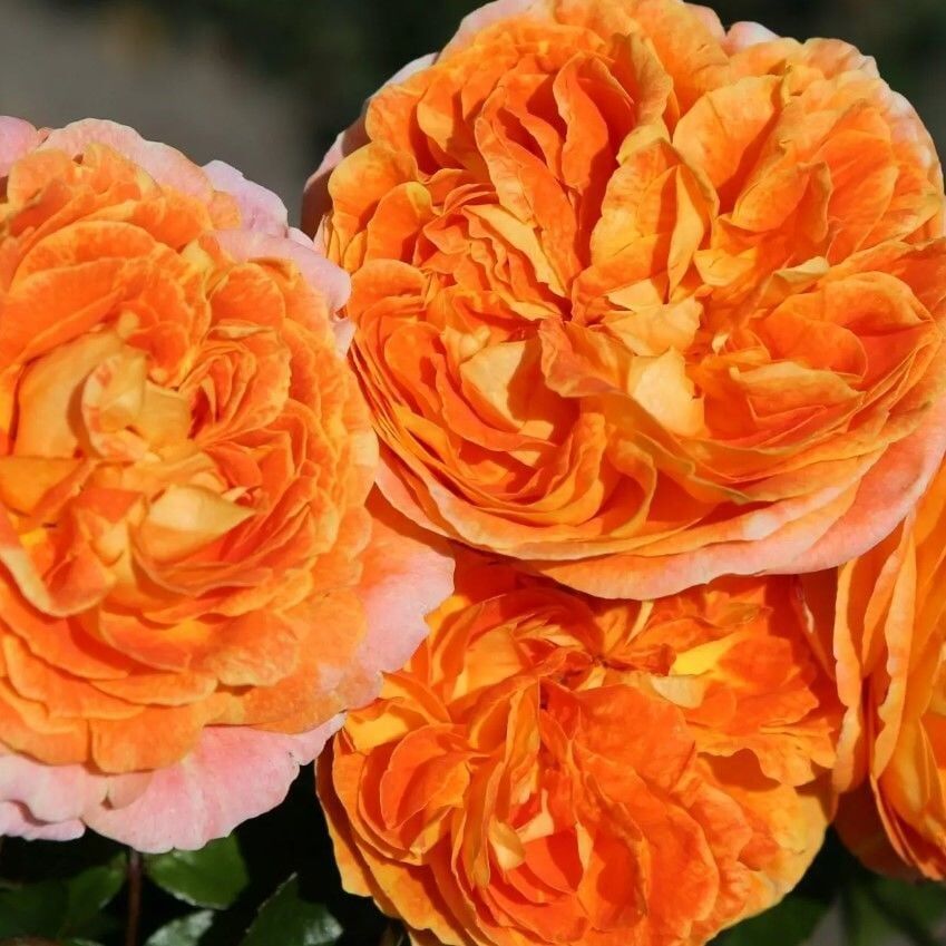 Tüplü Katmerli Turuncu Koleksiyonluk Hyrid Tea Kokulu Samba Yediveren Gül Fidanı