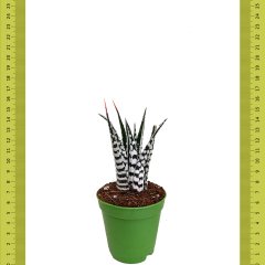 Zebrina Haworthia Fasciata Alba Sukulent (Saksıda)