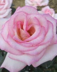 Tüplü Aşılı Princess Yediveren Kokulu Gül Fidanı