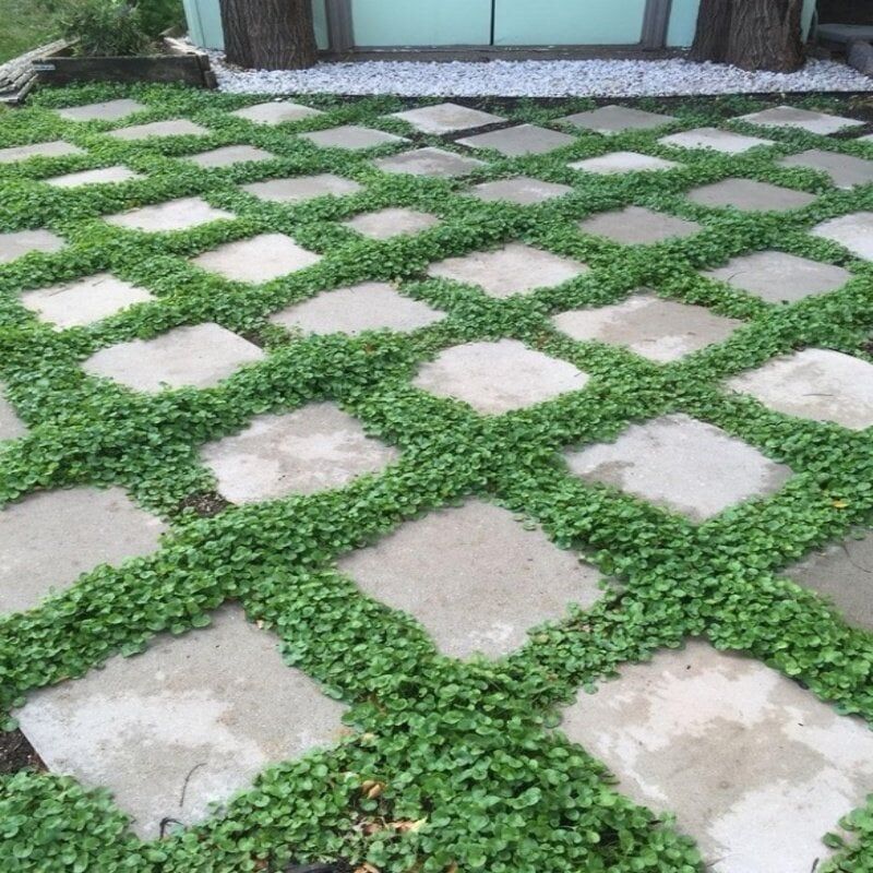 Dona Dayanıklı Dichondra Repens Fare Kulağı Tohumu(100 Tohum)
