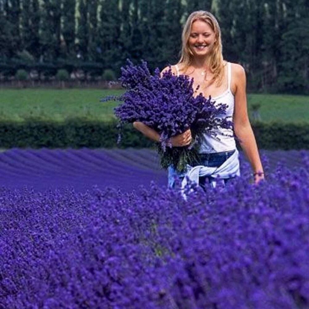 Ata Tohumları Geleneksel Lavandula Angustifolia Lavanta Çiçeği Tohumu(100 adet)