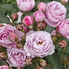 Tüplü Koleksiyonluk Hyrid Tea Nautica Yediveren Gül Fidanı