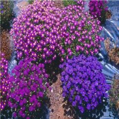 Karışık Renkli Splendour Brachycome Çiçeği Tohumu (200 Tohum)