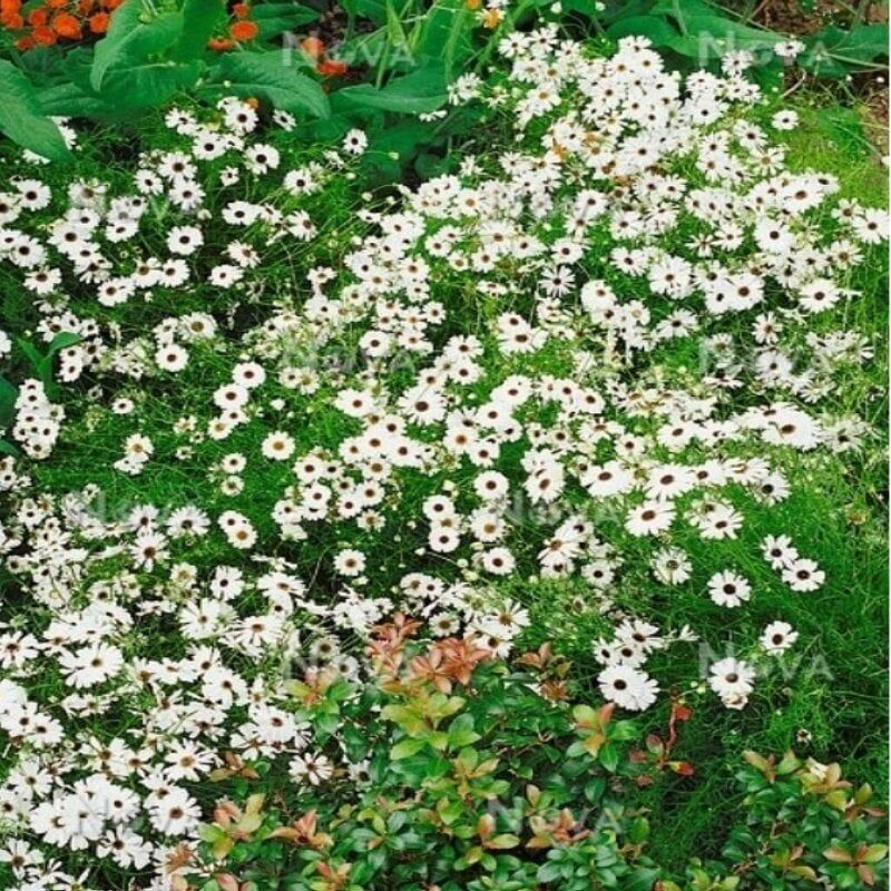 White Splendour Brachycome Çiçeği Tohumu (200 Tohum)