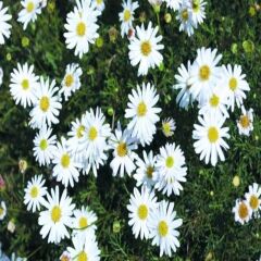 White Splendour Brachycome Çiçeği Tohumu (200 Tohum)
