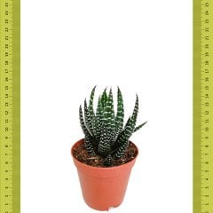 Nadir Bulunan Haworthia Reinwardtii Zebra Wart  Sukulent (Saksıda)