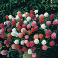 Gomphrena Globosa Somon Medine Çiçeği Tohumu(50 Tohum)