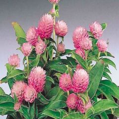 Gomphrena Globosa Pembe Medine Çiçeği Tohumu(50 Tohum)