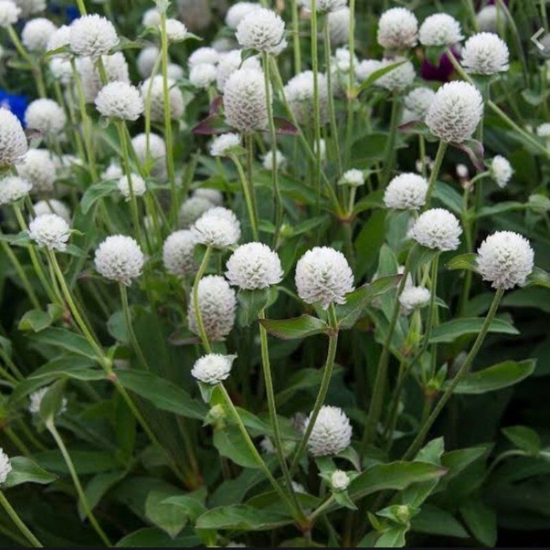 Gomphrena Globosa Beyaz Medine Çiçeği Tohumu(50 Tohum)