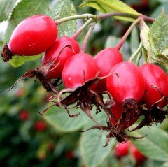 Kuşburnu Tohumu (30 adet)