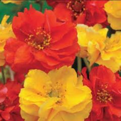 Soğuklara Dayanıklı Katmerli Mixed Geum Çiçeği Tohumu(20 Tohum)