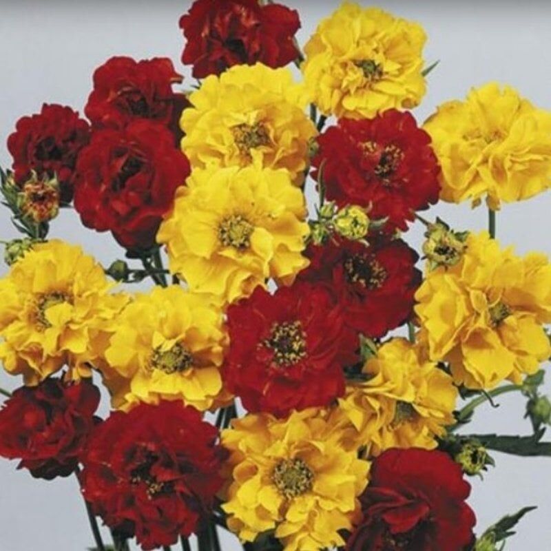 Soğuklara Dayanıklı Katmerli Mixed Geum Çiçeği Tohumu(20 Tohum)