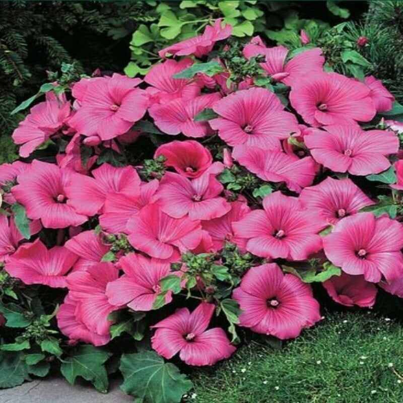 Lavatera Trimestris Regis Pembe Pamuk Çiçeği Tohumu (50 Tohum)