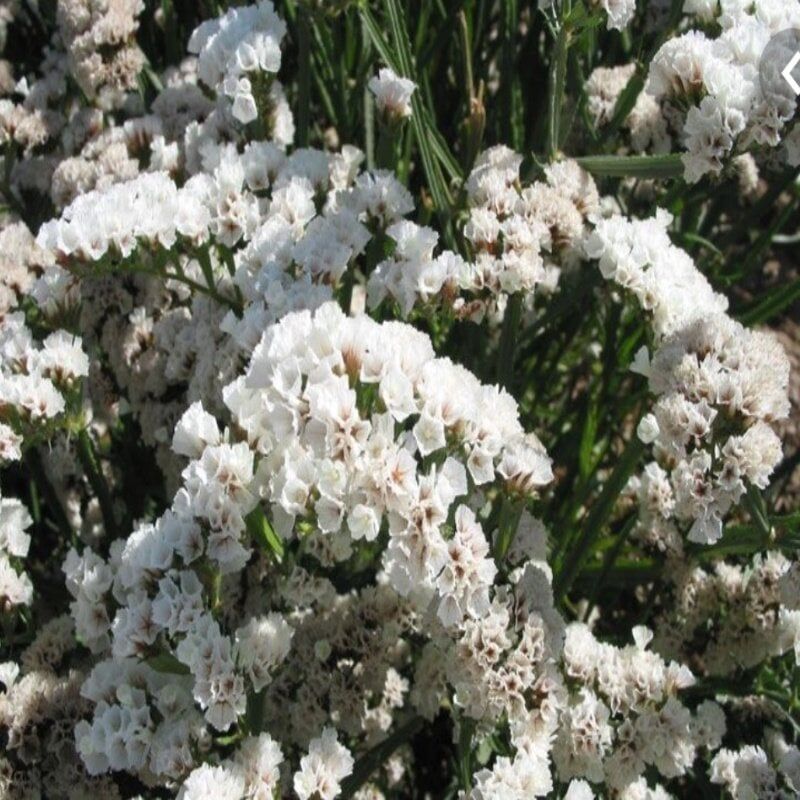 Limonium Sinuatum Pure White Deniz Lavantası Tohumu(30 Tohum)