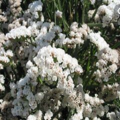 Limonium Sinuatum Pure White Deniz Lavantası Tohumu(30 Tohum)