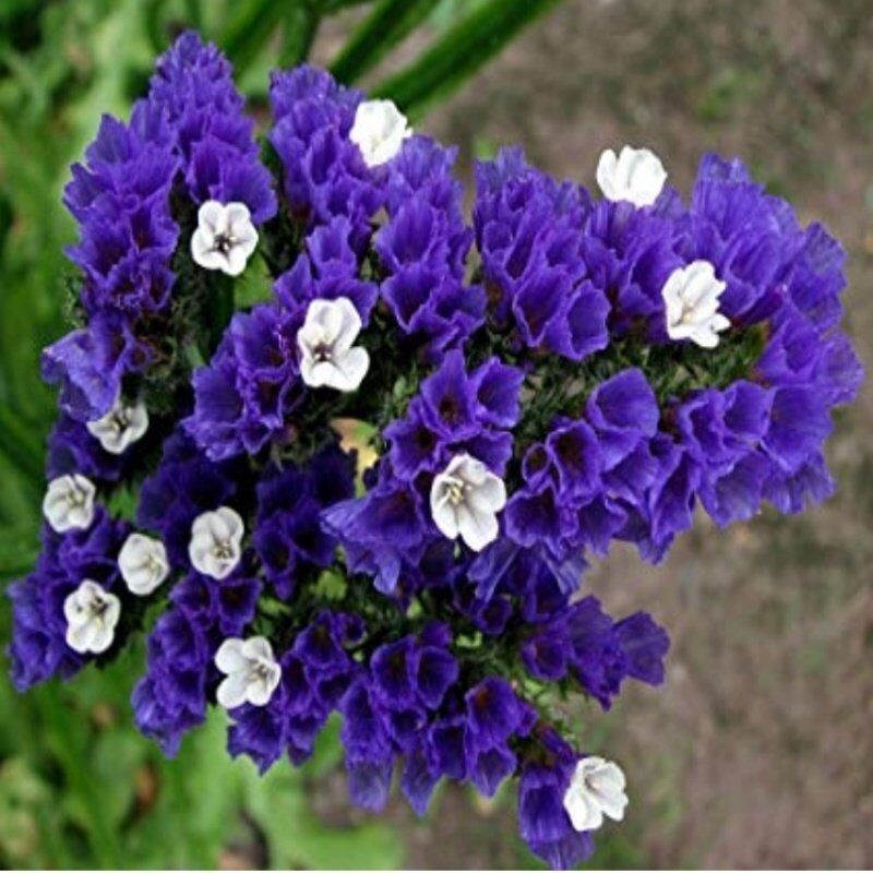 Limonium Sinuatum Deep Blue Deniz Lavantası Tohumu(30 Tohum)