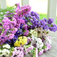 Limonium Sinuatum Deep Blue Deniz Lavantası Tohumu(30 Tohum)