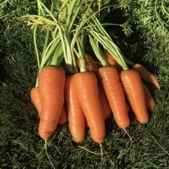 Gevrek Yemeli Scarlet Nantes Havuç Tohumu (500 gr)