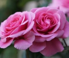 Tüplü Yediveren Parfüme Yoğun Kokulu Katya Gül Fidanı