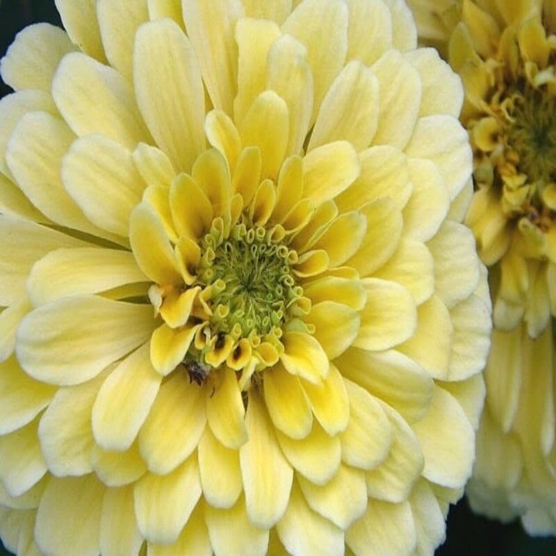 Dahlia Çiçekli İsabellina Zinya Çiçeği Tohumu(40 Tohum)