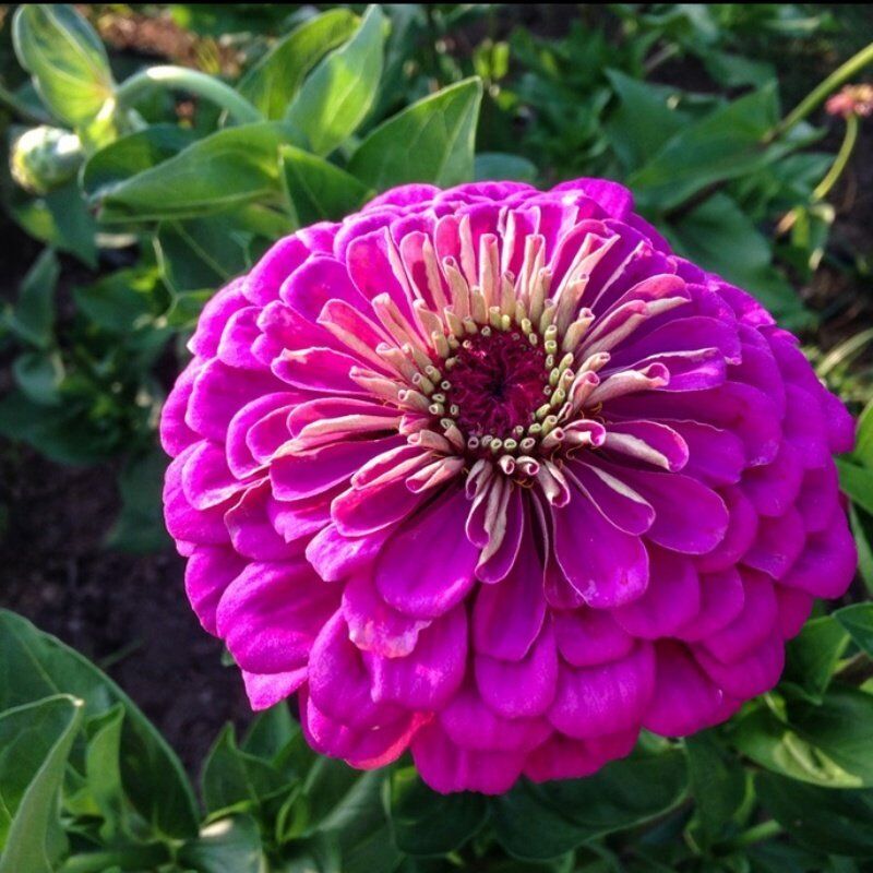 Dahlia Çiçekli Violet Quen Zinya Çiçeği Tohumu(40 Tohum)