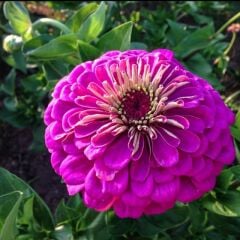 Dahlia Çiçekli Violet Quen Zinya Çiçeği Tohumu(40 Tohum)