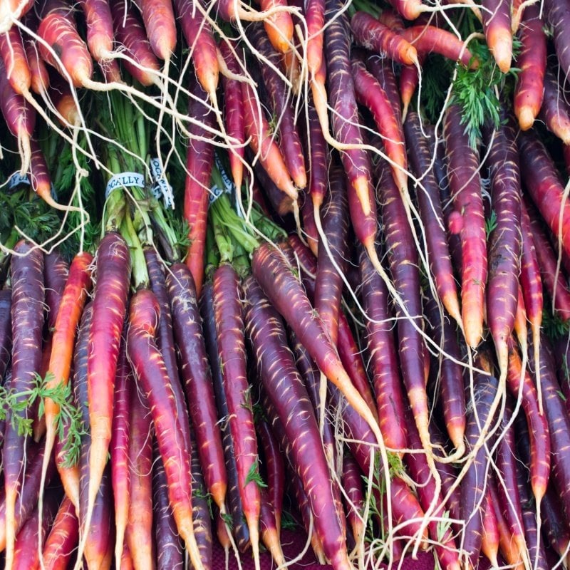 Verimli Mor Havuç Tohumu (20 tohum)