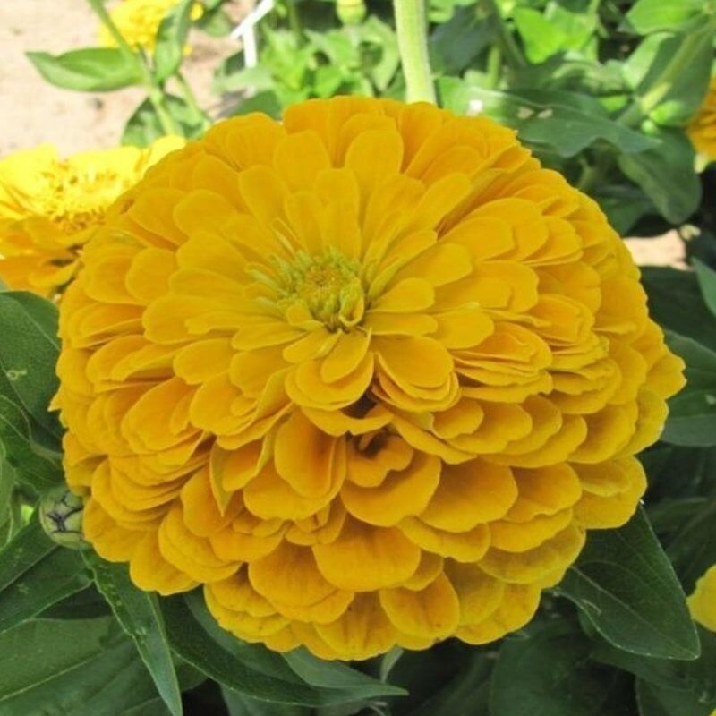 Super Yoga Elegans Golden Yellow Zinya Çiçeği Tohumu(40 Tohum)