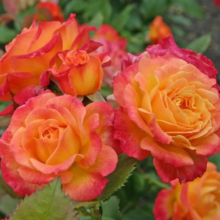 Tüplü Nadir Garten Spass Yediveren Gül Fidanı