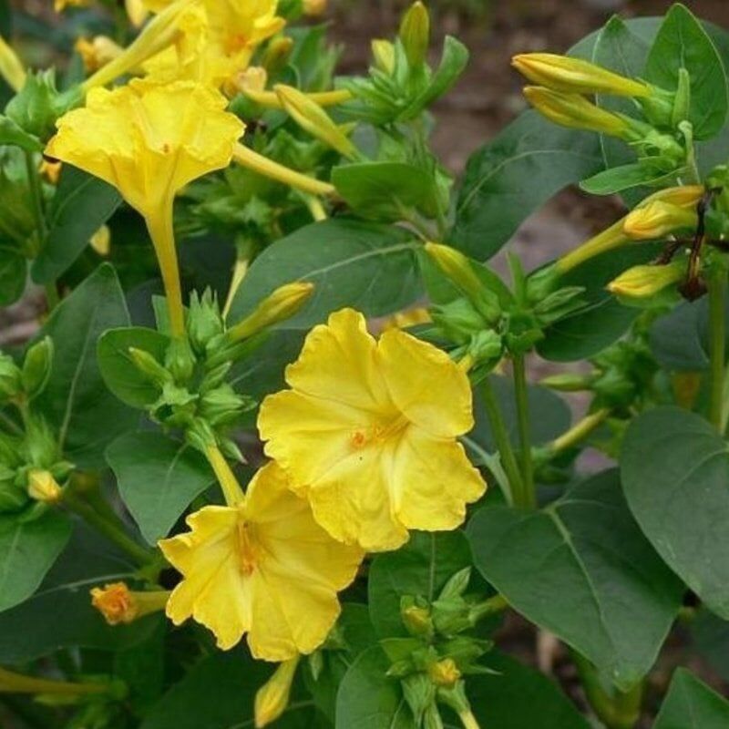 Sarı Rüya Yellow Akşam Sefası Çiçeği Tohumu(20 Tohum)