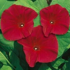 Dev Çiçekli İpomea Scarlett O’Hara Japon Gündüz Sefası Çiçeği(5 Tohum)