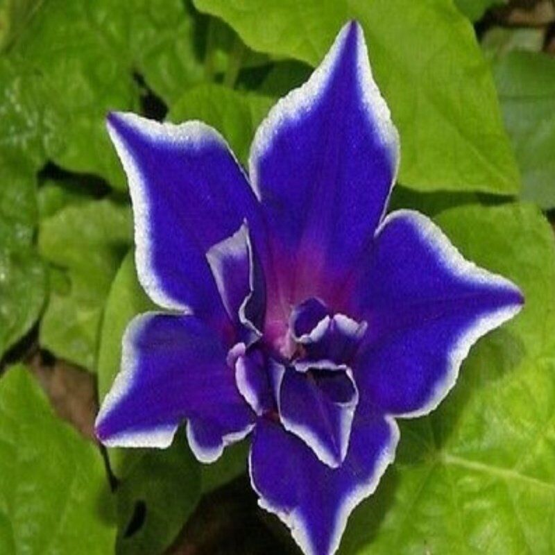 Dev Çiçekli İpomea Blue Picotee Japon Gündüz Sefası Çiçeği(5 Tohum)