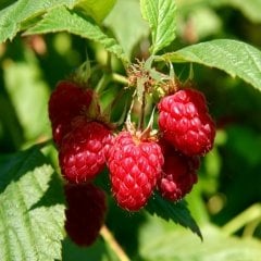 Tüplü Yediveren Willamette Ahududu Fidanı