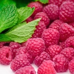 Tüplü Lezzetli Yediveren Ahududu Fidanı