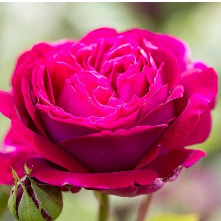 Tüplü Bright Pink Yediveren Yoğun Kokulu Gül Fidanı