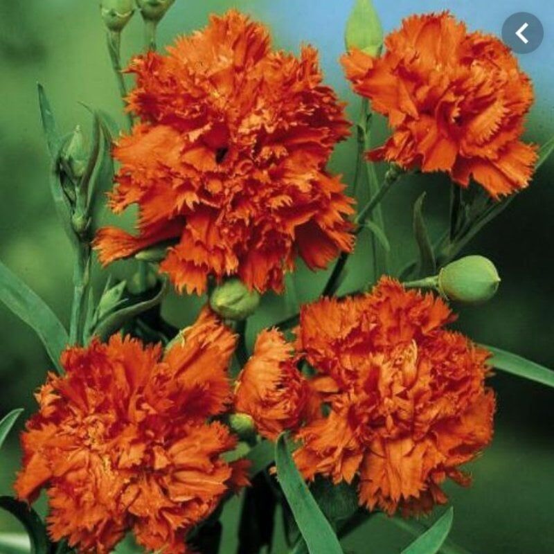 Chabaud Orange Karanfil Çiçeği Tohumu(70 adet)
