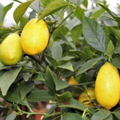 Tüplü Aşılı Nadir Çeşit Tavares Lime Quat Fidanı