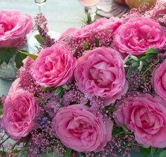 Tüplü Yediveren Beverly Yoğun Kokulu Gül Fidanı